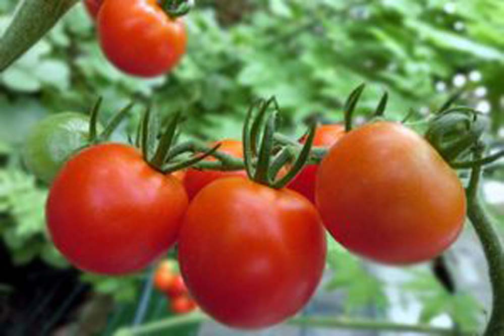 露地野菜・マルチ栽培